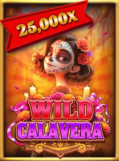 556bet